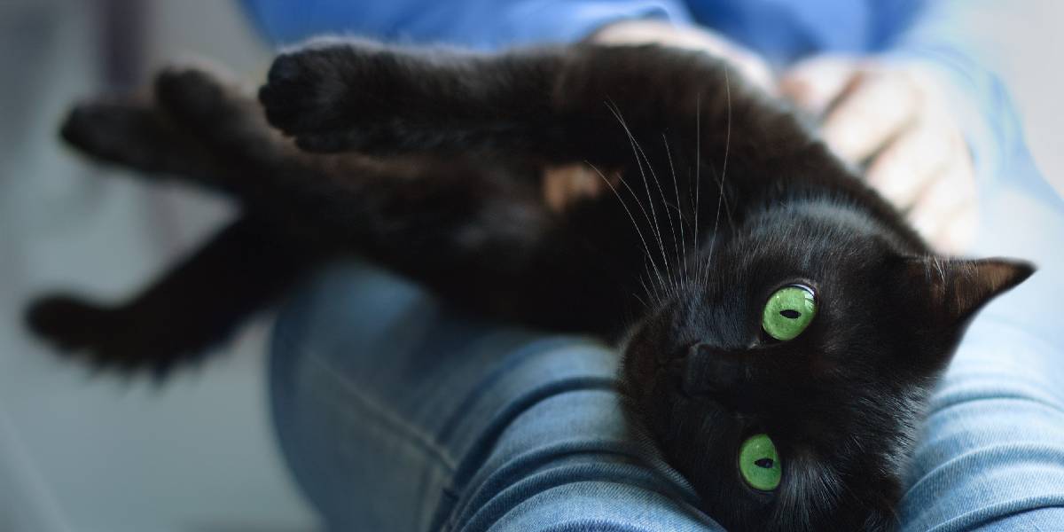 Black cat breeds clearance with green eyes